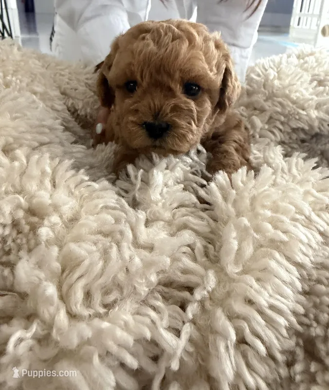 Theo, a male Poodle - Toy  for sale in Miami, FL – 1 of 6