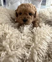 Theo, a male Poodle - Toy  for sale in Miami, FL – 1 of 6