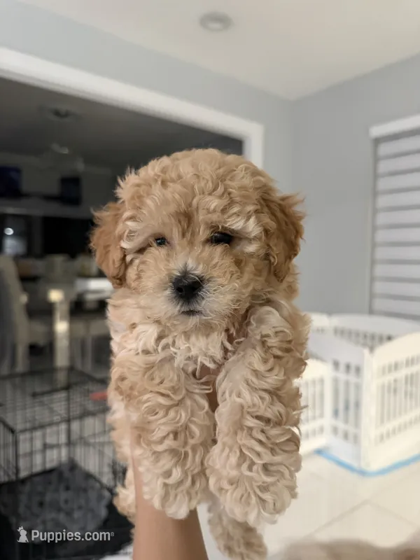 Teddy – Poodle - Toy  puppy for sale in Miami, FL