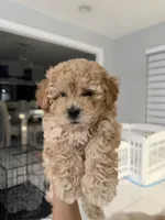 Teddy, a male Poodle - Toy  for sale in Miami, FL – 1 of 9