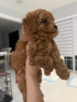Mocha, a female Poodle - Toy  for sale in Miami, FL – 4 of 5