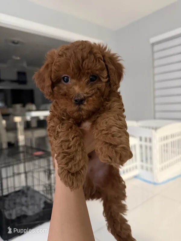 Brownie  – Poodle - Toy  puppy for sale in Miami, FL