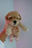Teddy, a male Poodle - Toy  for sale in Miami, FL – 2 of 6