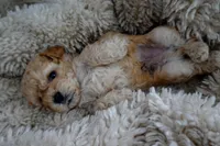 Teddy, a male Poodle - Toy  for sale in Miami, FL – 3 of 6