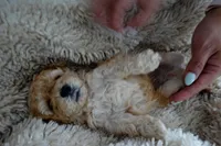 Teddy, a male Poodle - Toy  for sale in Miami, FL – 4 of 6