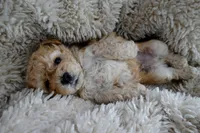 Teddy, a male Poodle - Toy  for sale in Miami, FL – 6 of 6