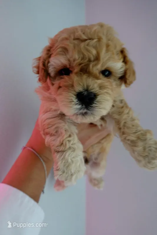Teddy – Poodle - Toy  puppy for sale in Miami, FL