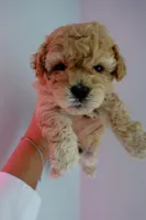 Teddy, a male Poodle - Toy  for sale in Miami, FL – 1 of 6