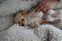 Teddy, a male Poodle - Toy  for sale in Miami, FL – 5 of 6