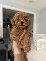Mocha, a female Poodle - Toy  for sale in Miami, FL – 2 of 5