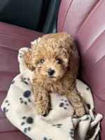 Mocha, a female Poodle - Toy  for sale in Miami, FL – 1 of 5