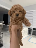 Theo, a male Poodle - Toy  for sale in Miami, FL – 2 of 7