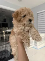 Teddy, a male Poodle - Toy  for sale in Miami, FL – 6 of 9