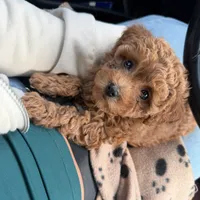 Mocha, a female Poodle - Toy  for sale in Miami, FL – 5 of 5