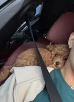 Mocha, a female Poodle - Toy  for sale in Miami, FL – 3 of 5