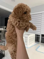 Theo, a male Poodle - Toy  for sale in Miami, FL – 4 of 7