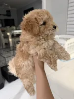 Teddy, a male Poodle - Toy  for sale in Miami, FL – 7 of 9