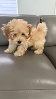 Teddy, a male Poodle - Toy  for sale in Miami, FL – 9 of 9
