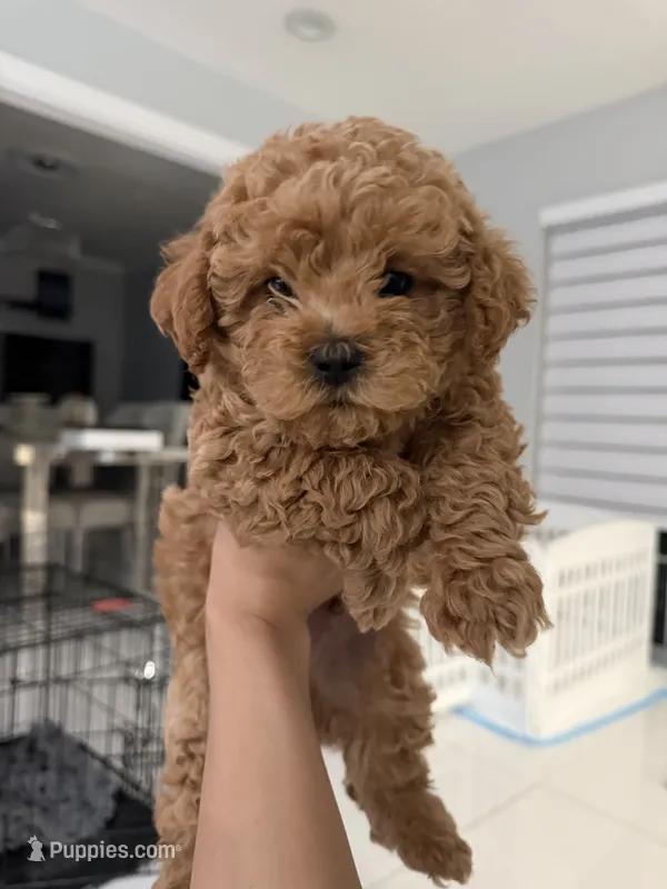 Theo – Poodle - Toy  puppy for sale in Miami, FL
