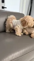 Teddy, a male Poodle - Toy  for sale in Miami, FL – 8 of 9