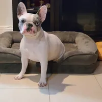 Stormi, a female French Bulldog for sale in New York City, NY – Photo 3 of 4