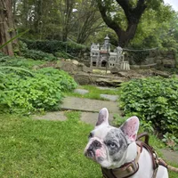 Stormi, a female French Bulldog for sale in New York City, NY – Photo 4 of 4
