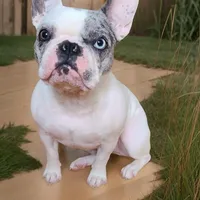 Stormi, a female French Bulldog for sale in New York City, NY – Photo 1 of 4