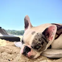 Stormi, a female French Bulldog for sale in New York City, NY – Photo 2 of 4