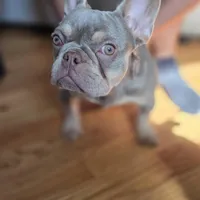 Minka, a female French Bulldog for sale in New York City, NY – Photo 2 of 5