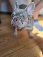 Minka, a female French Bulldog for sale in New York City, NY – Photo 2 of 2