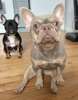 Minka, a female French Bulldog for sale in New York City, NY – Photo 5 of 5