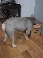 Minka, a female French Bulldog for sale in New York City, NY – Photo 3 of 5