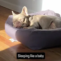 Minka, a female French Bulldog for sale in New York City, NY – Photo 1 of 5