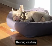 Minka, a female French Bulldog for sale in New York City, NY – Photo 1 of 2