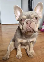 Minka, a female French Bulldog for sale in New York City, NY – Photo 4 of 5