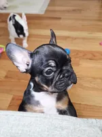 Java, a female French Bulldog for sale in New York City, NY – Photo 5 of 10