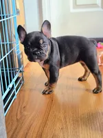 Java, a female French Bulldog for sale in New York City, NY – Photo 4 of 10