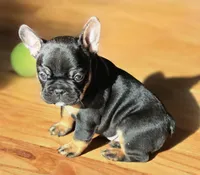 Java, a female French Bulldog for sale in New York City, NY – Photo 8 of 10