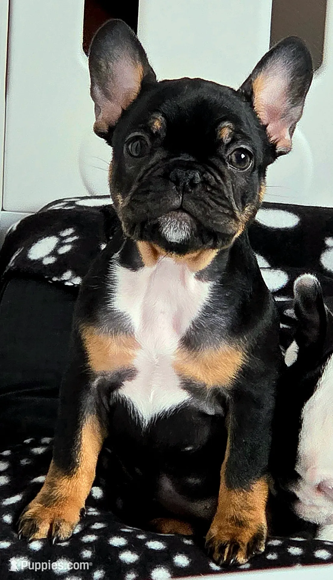 Java, a female French Bulldog for sale in New York City, NY – Photo 2 of 10