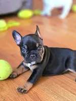 Java, a female French Bulldog for sale in New York City, NY – Photo 6 of 10