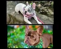 Java, a female French Bulldog for sale in New York City, NY – Photo 9 of 10