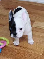 Cruella, a female French Bulldog for sale in New York City, NY – Photo 3 of 9