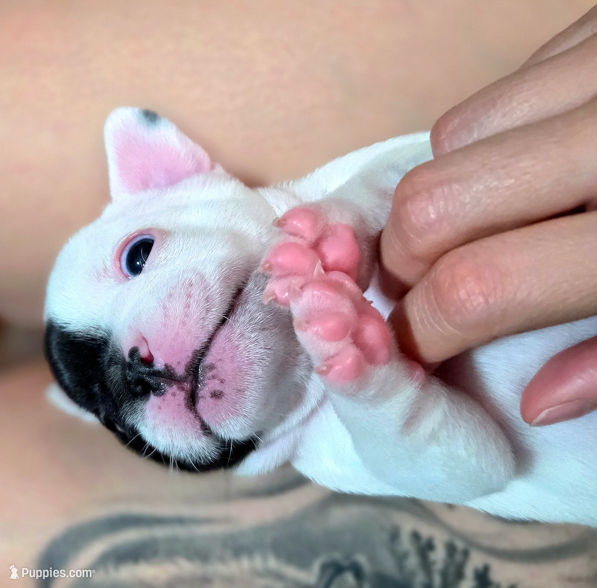 Cruella, a female French Bulldog for sale in New York City, NY – Photo 6 of 9