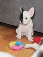 Cruella, a female French Bulldog for sale in New York City, NY – Photo 4 of 9