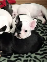 Cruella, a female French Bulldog for sale in New York City, NY – Photo 5 of 9