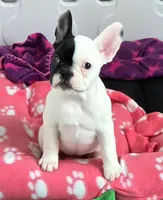 Cruella, a female French Bulldog for sale in New York City, NY – Photo 2 of 9