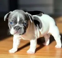 Pebbles, a female French Bulldog for sale in New York City, NY – Photo 5 of 7