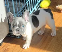 Pebbles, a female French Bulldog for sale in New York City, NY – Photo 1 of 7