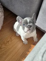 Pebbles, a female French Bulldog for sale in New York City, NY – Photo 4 of 7