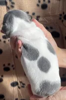 Pebbles, a female French Bulldog for sale in New York City, NY – Photo 6 of 7